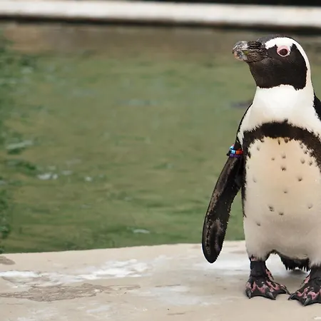 Apartament U Borovice *