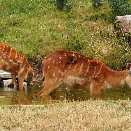 U Borovice Appartamento Bílá Třemešná