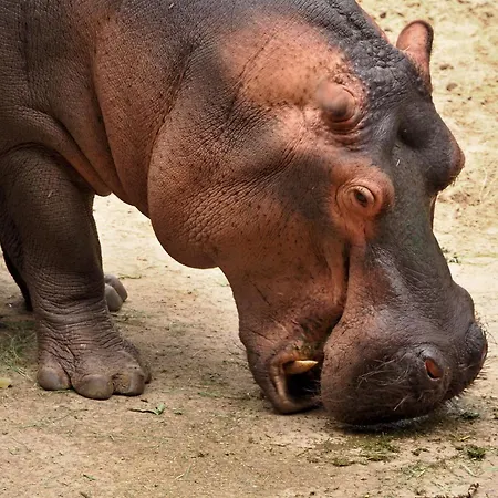 Apartament U Borovice