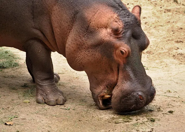 Apartmán U Borovice